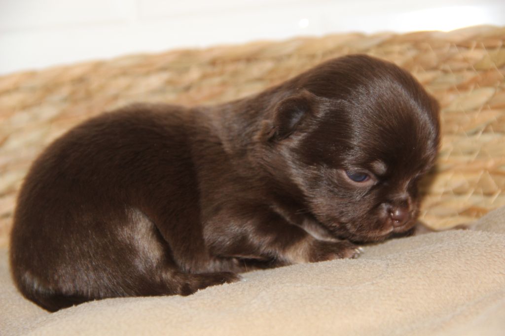 De La Plaine D'illiberis - Chiots disponibles - Chihuahua