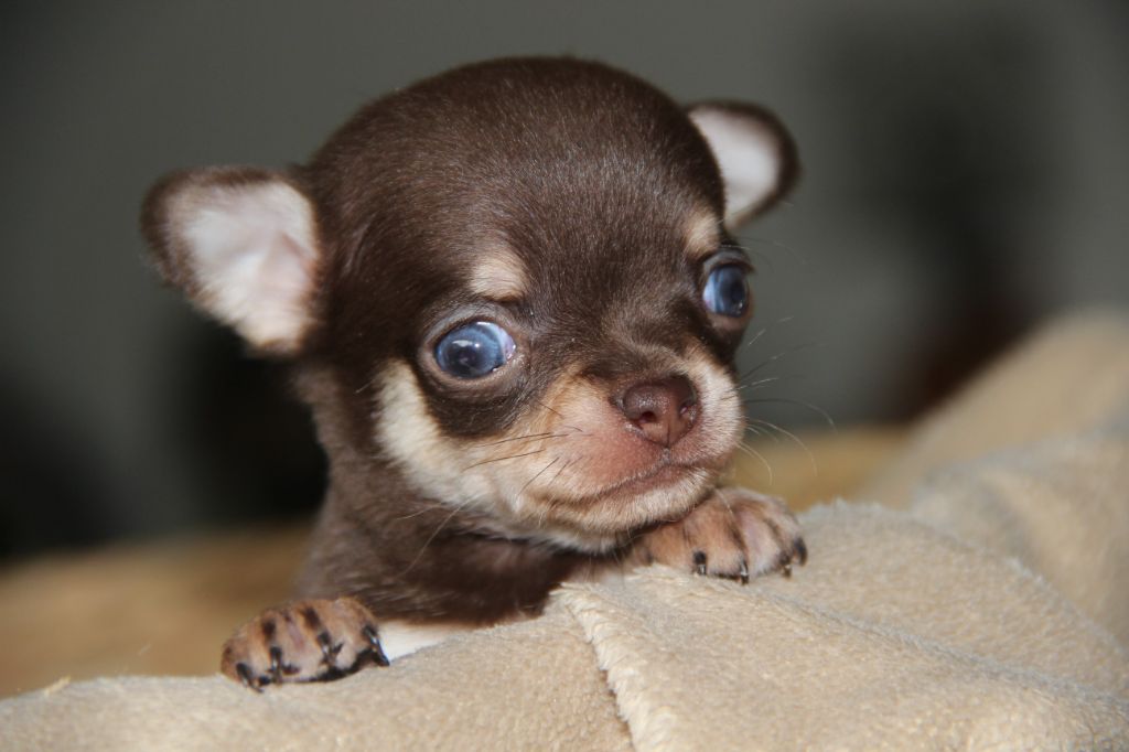 De La Plaine D'illiberis - Chiots disponibles - Chihuahua