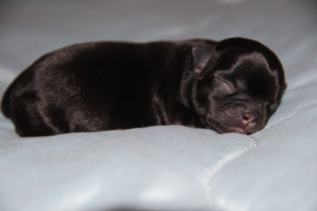 De La Plaine D'illiberis - Chiots disponibles - Chihuahua