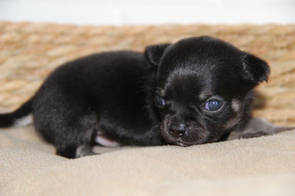 De La Plaine D'illiberis - Chiots disponibles - Chihuahua