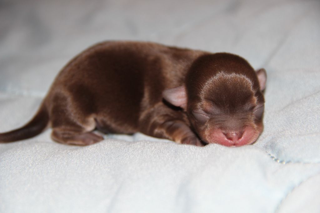 De La Plaine D'illiberis - Chiots disponibles - Chihuahua
