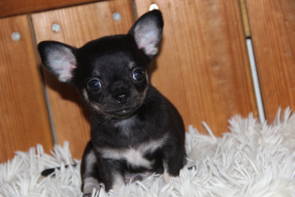 De La Plaine D'illiberis - Chiots disponibles - Chihuahua